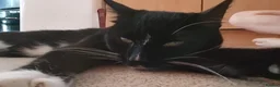 Bombay cats for sale: Tyrion (Miniature Tuxedo x Bombay) - Advert 11