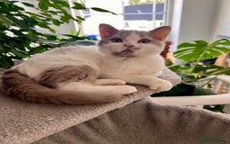 Selkirk Rex cats for sale: Gorgeous Selkirk Rex kittens - Image 21