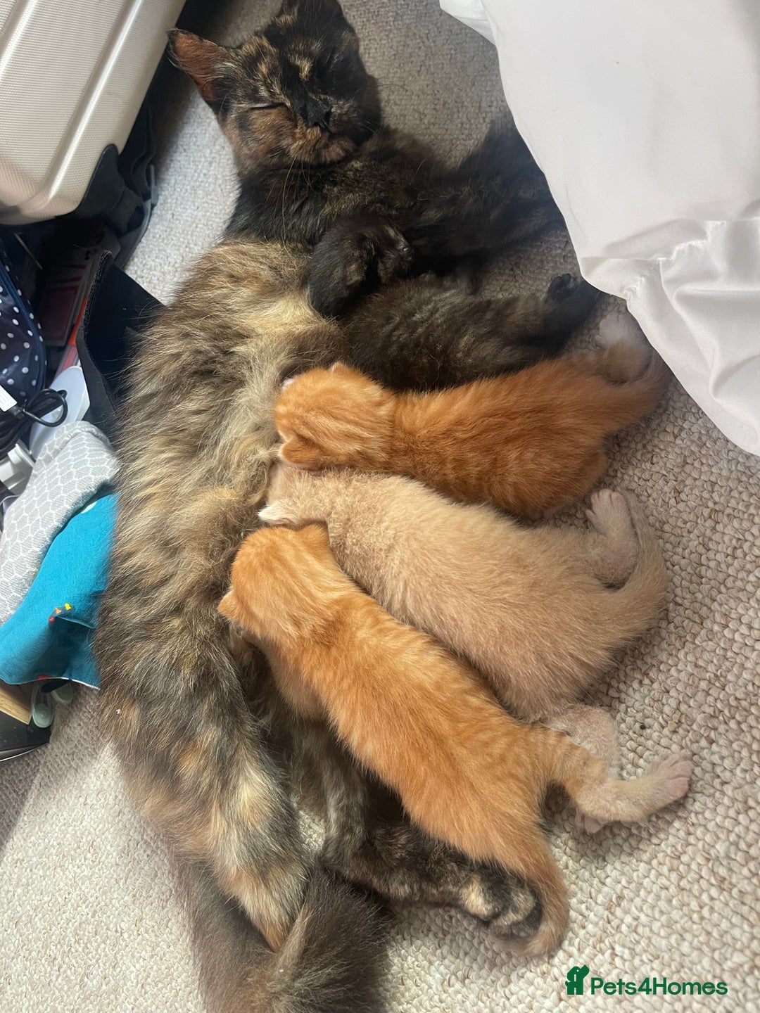 Turkish Angora cats for sale: 🐱🥰Kittens for sale - Image 4