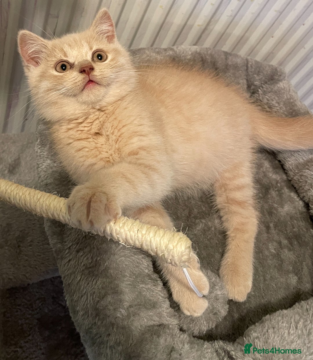 British Shorthair cats for sale: Rehoming Our Precious British Shorthair Cats - Advert 18