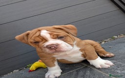 Olde English Bulldogge dogs for sale: READY TO GO, 5 left! - OEB Puppies NEBBR ✅ 3rd Gen - Image 1
