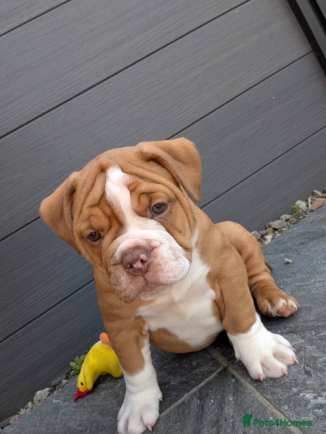 Olde English Bulldogge dogs for sale: READY TO GO, 5 left! - OEB Puppies NEBBR ✅ 3rd Gen - Image 1