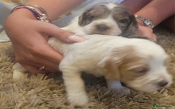 Cockapoo dogs for sale: Beautiful/healthy F1 cockapoo’s.3 girls🩷3 boys🩵 - Image 16