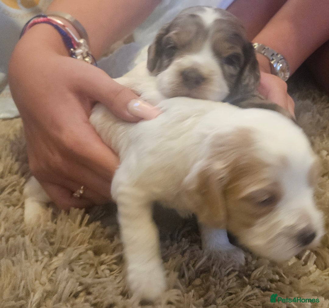 Cockapoo dogs for sale: Beautiful/healthy F1 cockapoo’s.3 girls🩷3 boys🩵 - Image 16