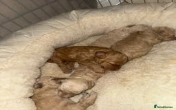 Miniature Poodle dogs for sale: Miniature Poodle  - Advert 4