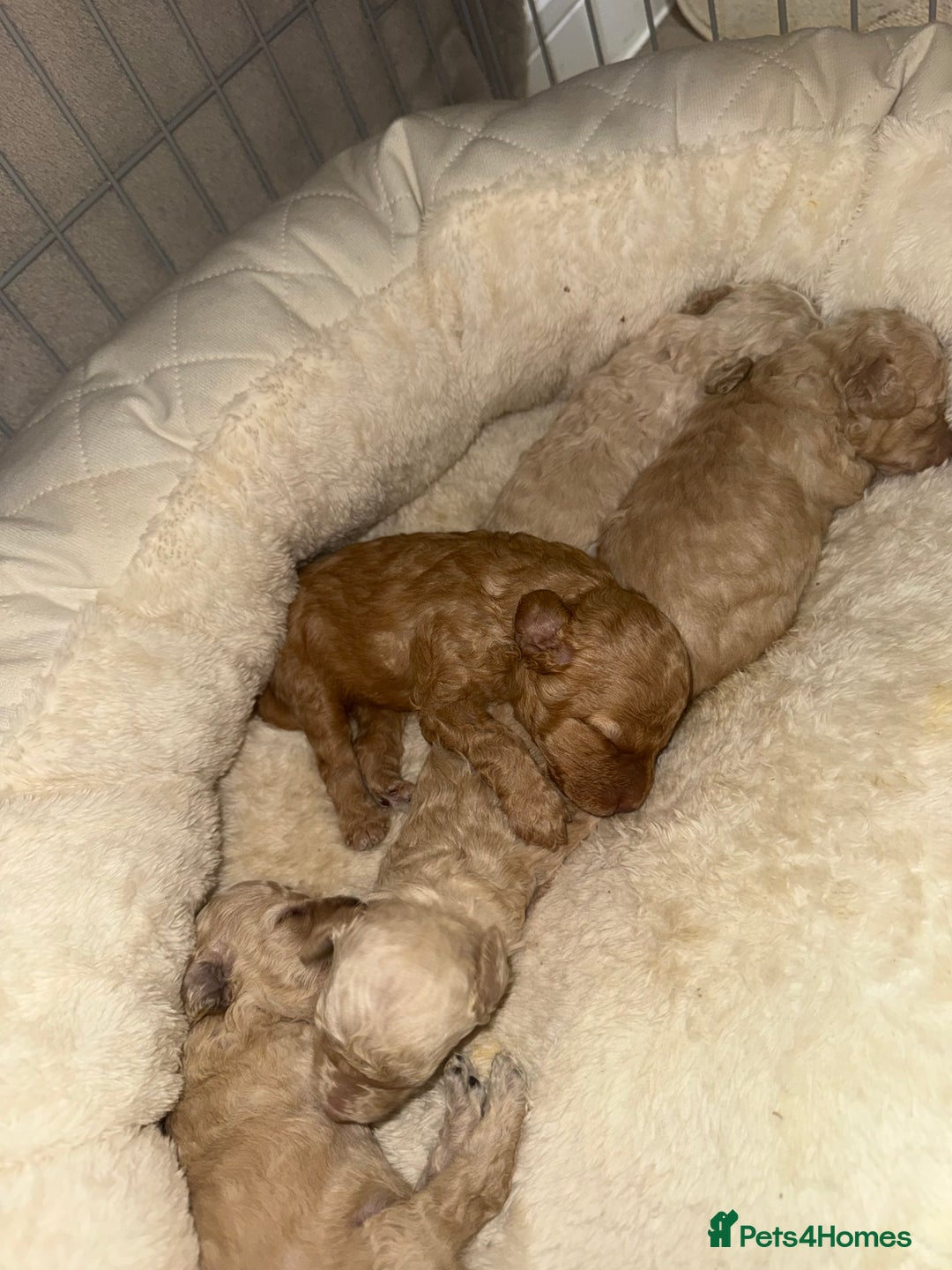 Miniature Poodle dogs for sale: Miniature Poodle  - Advert 4