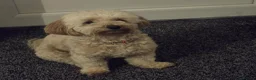 Maltipoo dogs for sale: Maltipoo puppies  - Advert 6