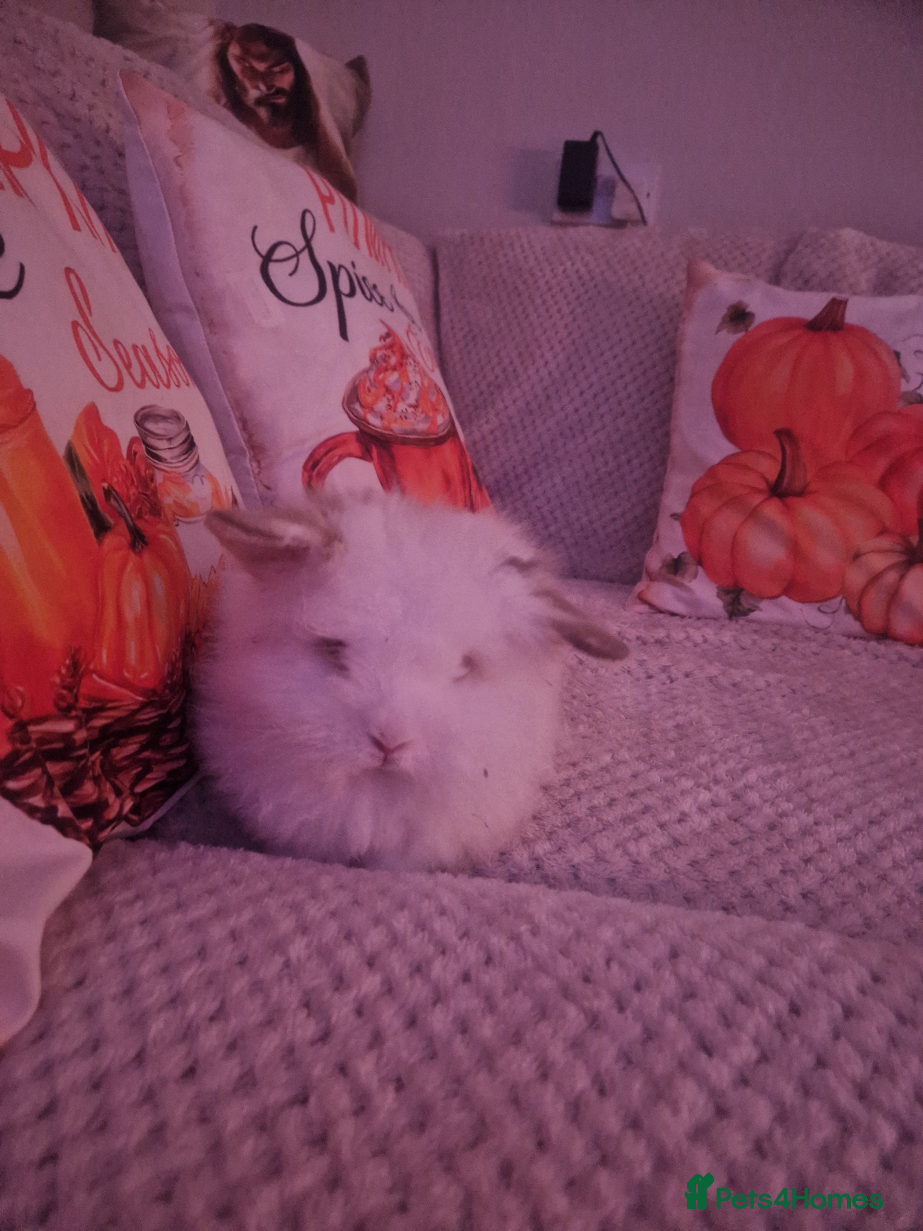 Lionhead rabbits White  lionhead  - Advert 6