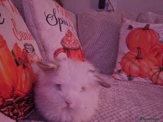 Lionhead rabbits White lionhead - Advert 9