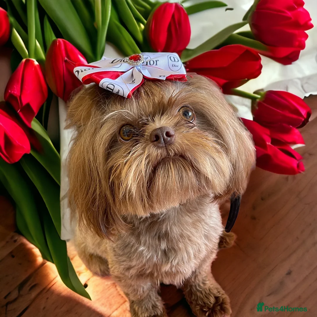 Shih Tzu dogs for stud: STUNNING CHOCOLATE IMPERIAL SHIHTZU OPEN AT STUD in Grays - Advert 27