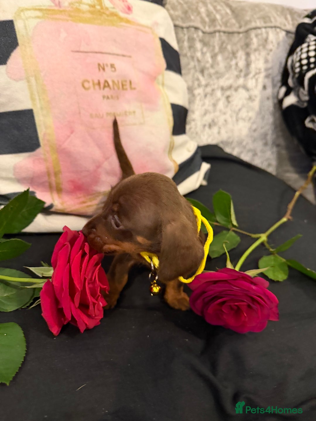 Miniature Dachshund dogs for sale: Gorgeous mini dachshund chocolate puppies - Advert 3