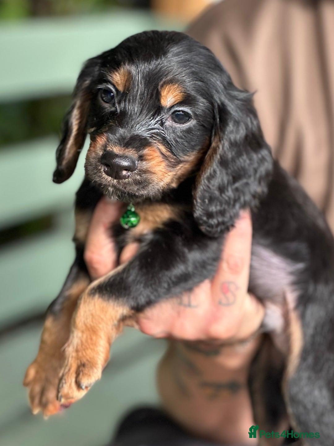 Cocker Spaniel dogs for sale: READY NOW KC cocker spaniel puppies  - Image 5