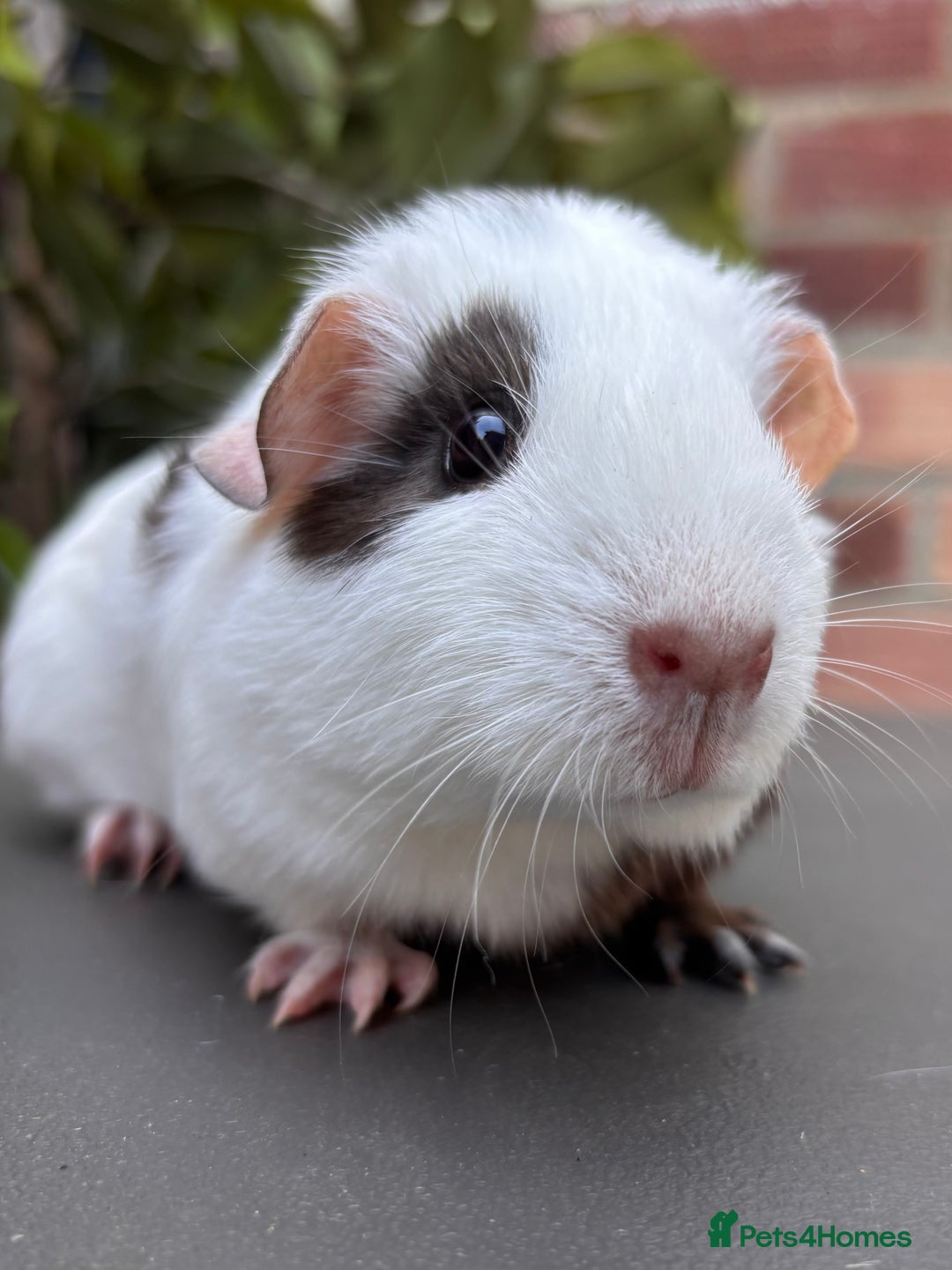 Guinea Pig rodents for sale: Baby guinea pig sow  - Image 2