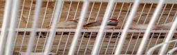 Finches birds for sale: Zebra finch  - Advert 3