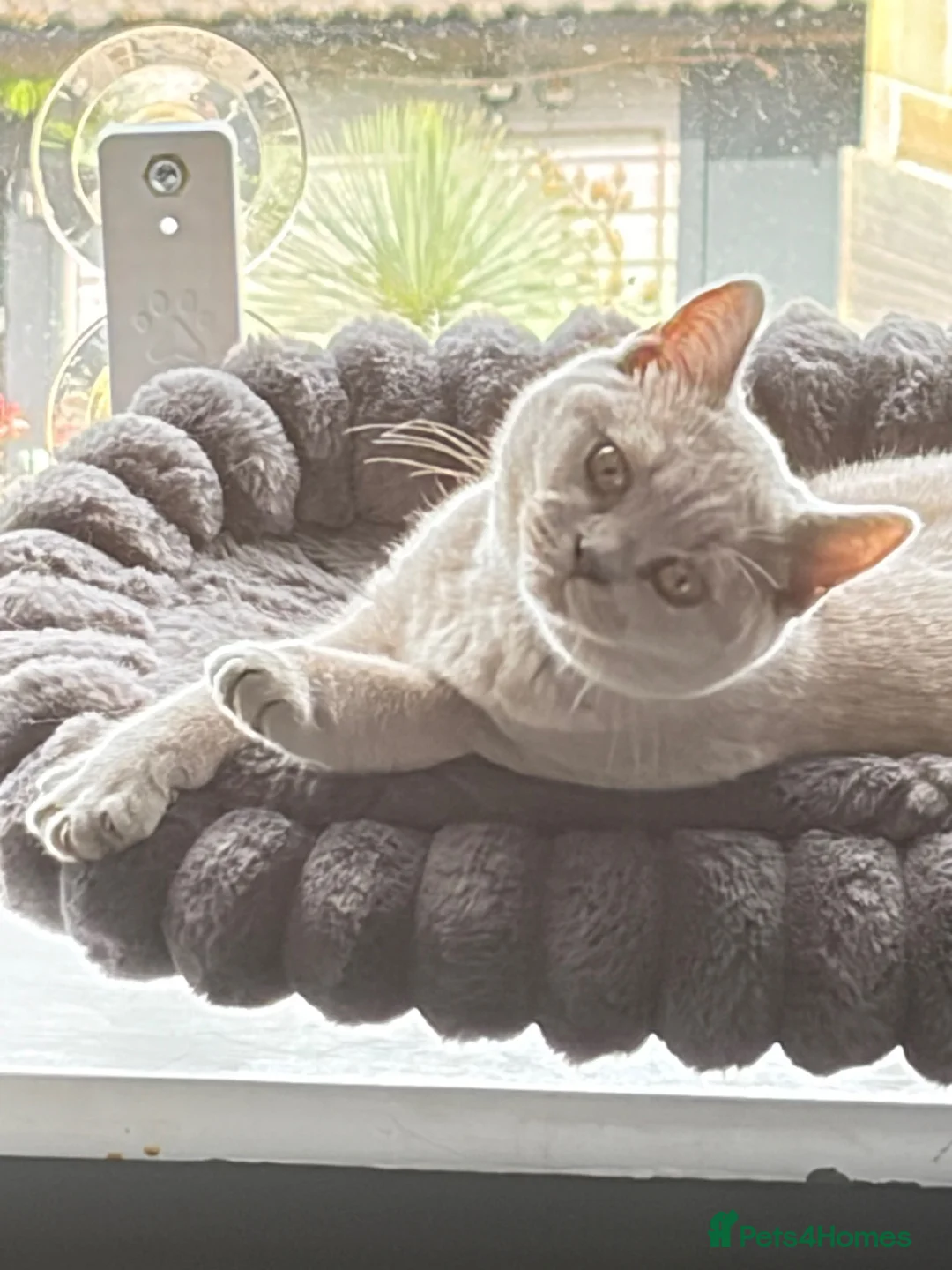 British Shorthair cats for sale: Last kitten ready now ❤️ - Advert 1