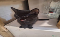 Bombay cats for sale: 3 black girl kitten - Image 6