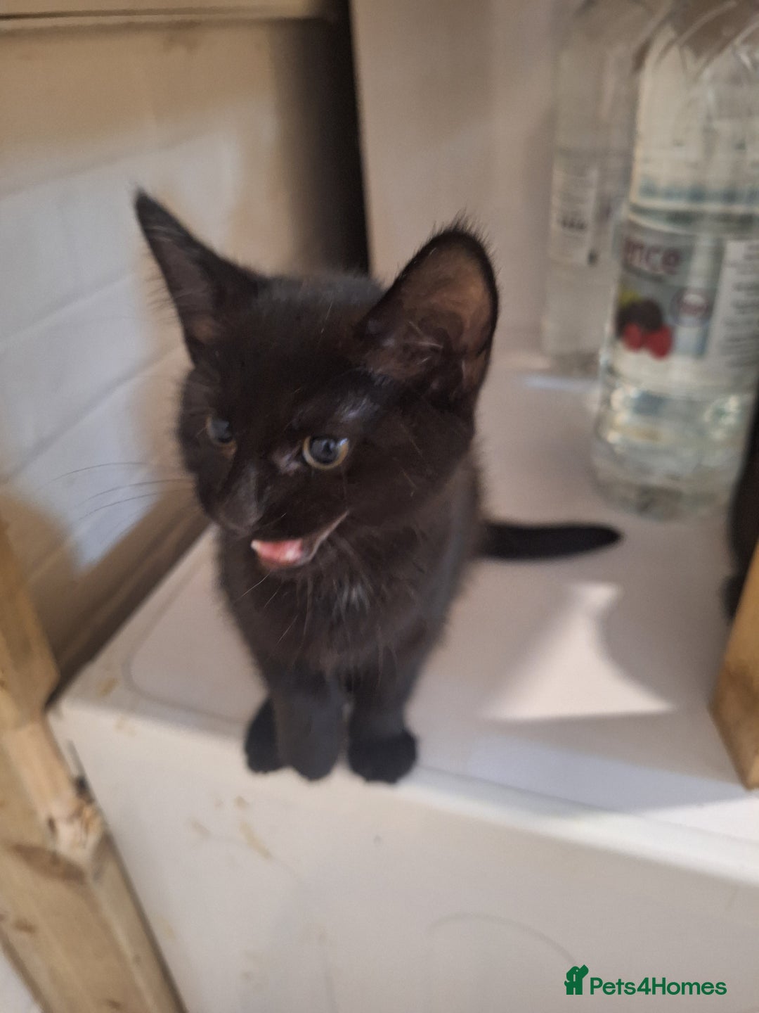 Bombay cats for sale: 3 black girl kitten - Image 6
