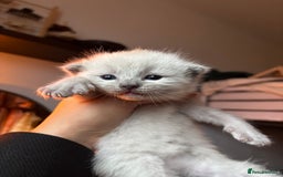 Ragdoll cats for sale: Ragdoll kittens  - Image 1