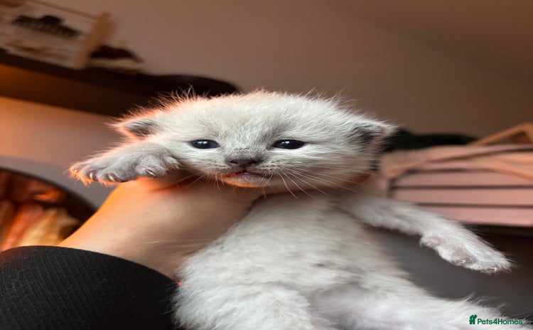 Ragdoll cats - Advert 3