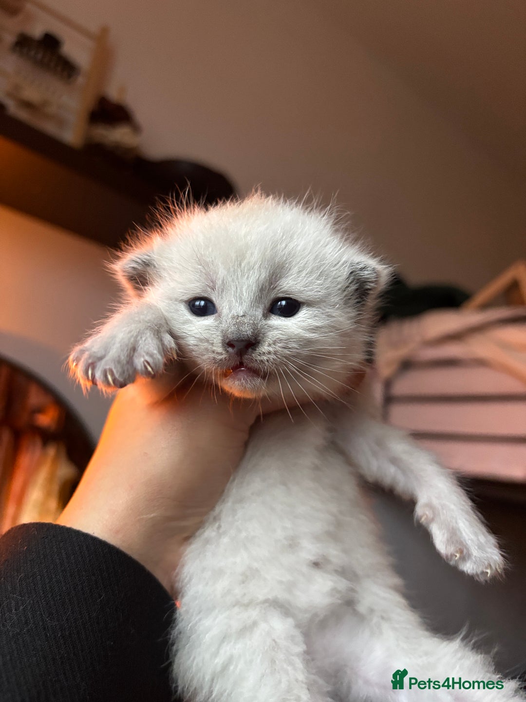 Ragdoll cats for sale: Ragdoll kittens  - Image 1