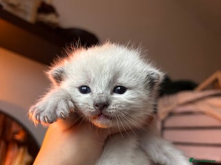 Ragdoll cats for sale - Advert 1