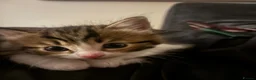 Mixed Breed cats for sale: 5 gorgeous kittens ready now!  - Advert 4