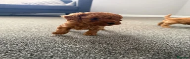 Cavapoo Puppy 3