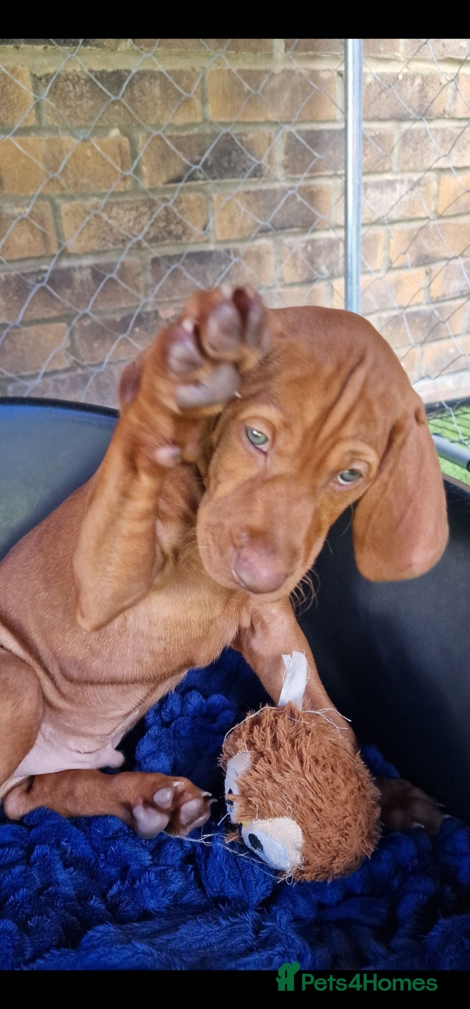 Hungarian Vizsla dogs Hungarian Vizsla Puppies KC Registered - Advert 2