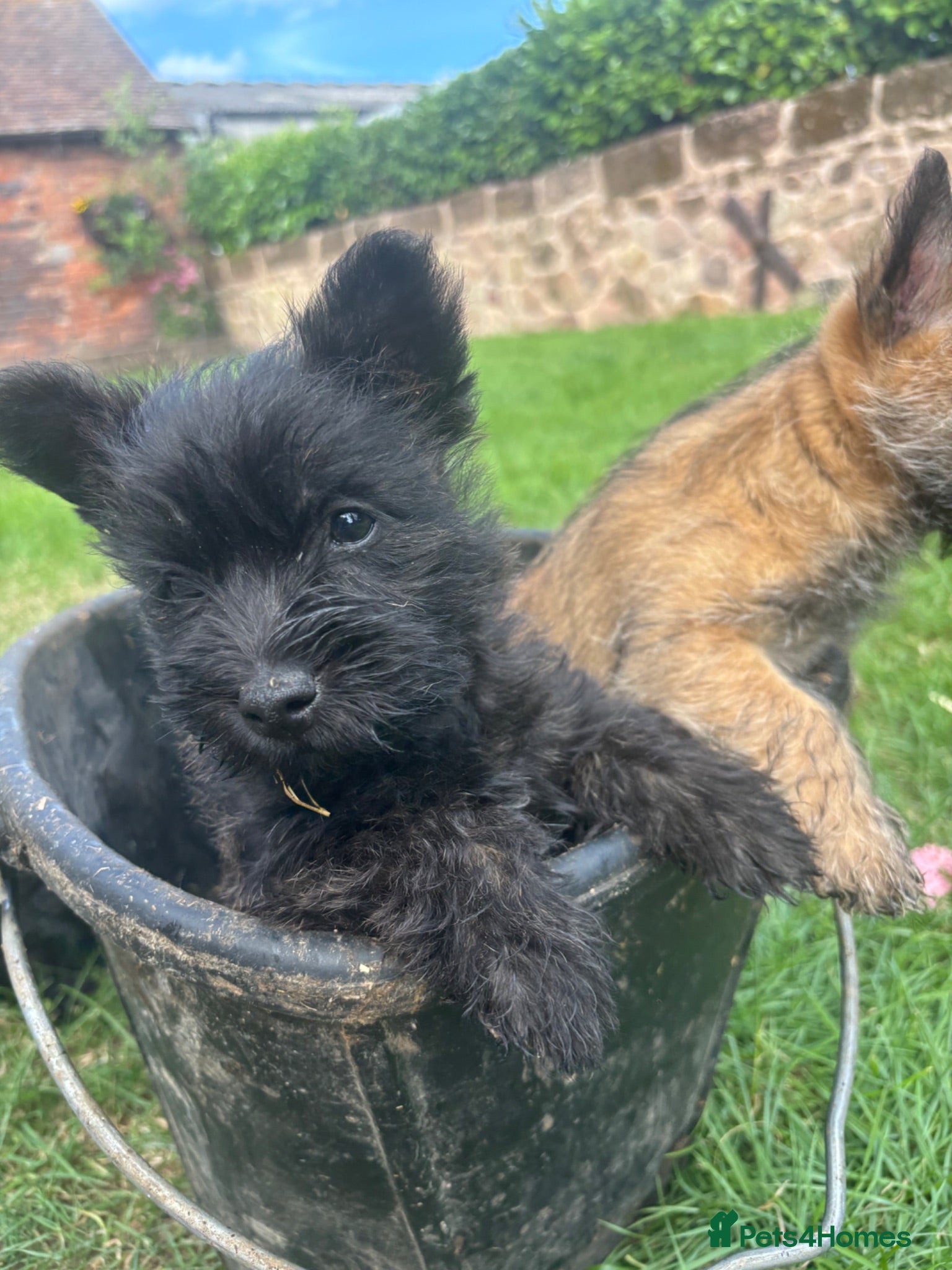 Cairn Terrier dogs KC Registered Cairn Terrier Pups - Advert 5
