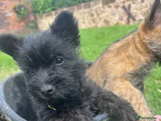 Cairn Terrier dogs KC Registered Cairn Terrier Pups - Advert 5
