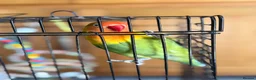 Lovebirds birds for sale: Lovely Lovebird For Sale in Banbury - Advert 13