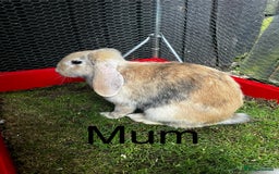 French Lop rabbits for sale: Beautiful French Lop Rabbits ready 13/08/2025 - Image 7