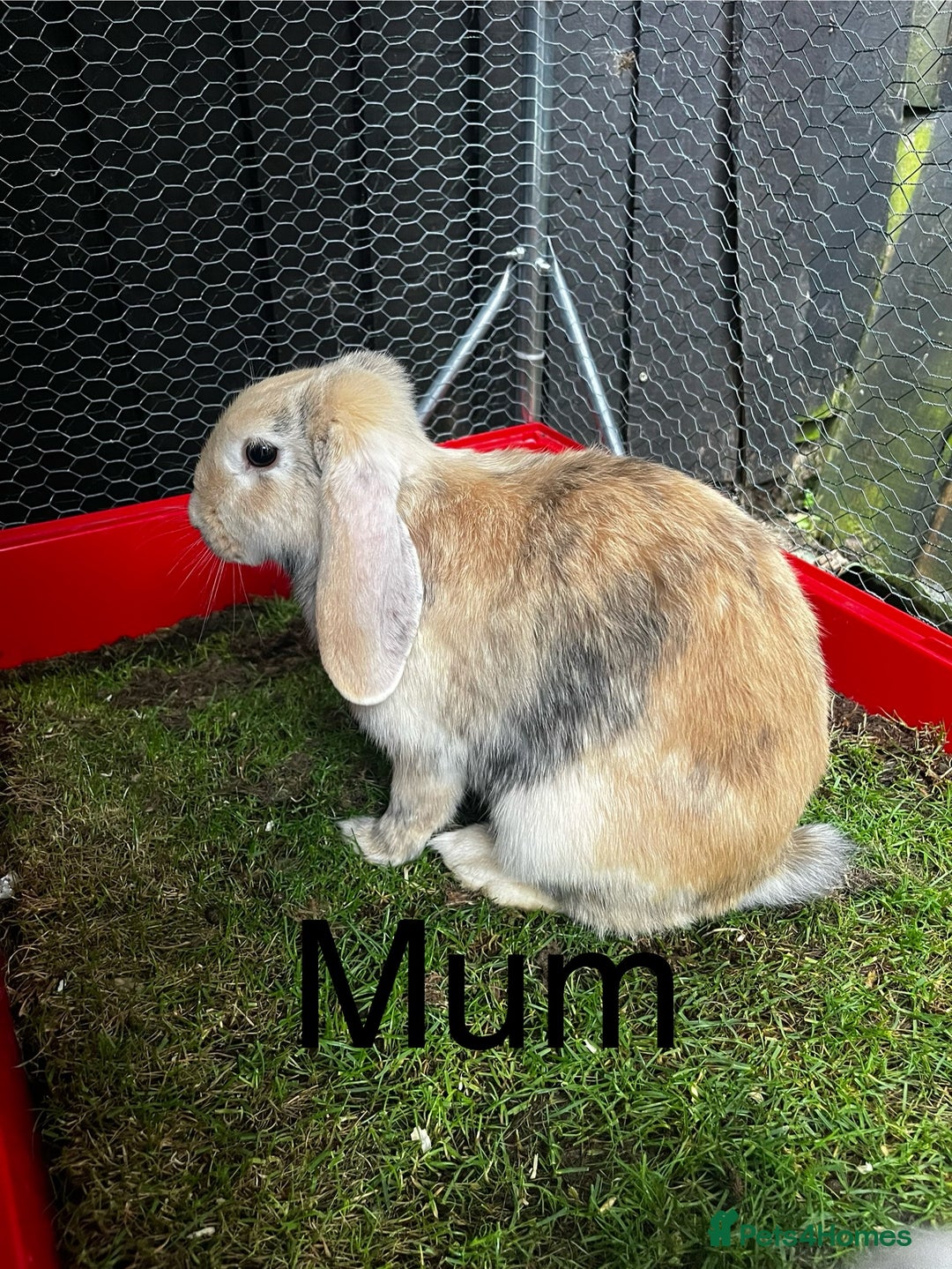 French Lop rabbits for sale: Beautiful French Lop Rabbits ready 13/08/2025 - Image 7