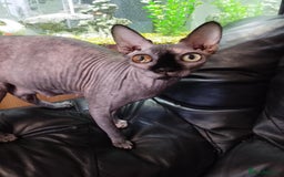 Sphynx cats for sale: Beautiful sphinx kittens - Image 7