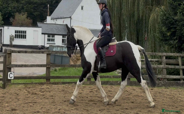 Irish Cob horses - Advert 4