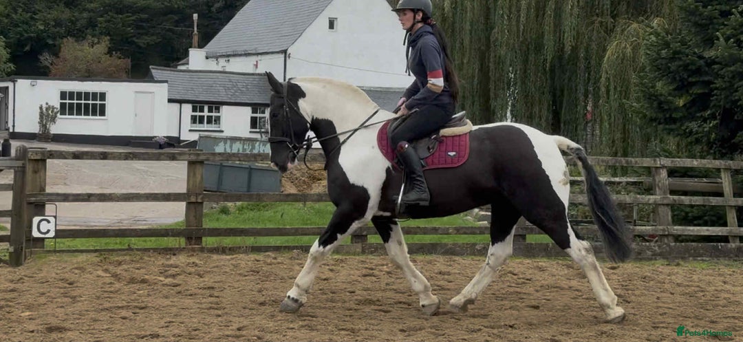 Irish Cob horses for sale: Henry -The real life super cob  - Image 1