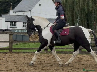 Irish Cob horses - Advert 1