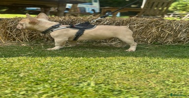 French Bulldog dogs - Advert 16