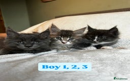 Maine Coon cats for sale: Maine Coon Kittens for Sale TICA  3 Boys & 2 Girls - Image 16