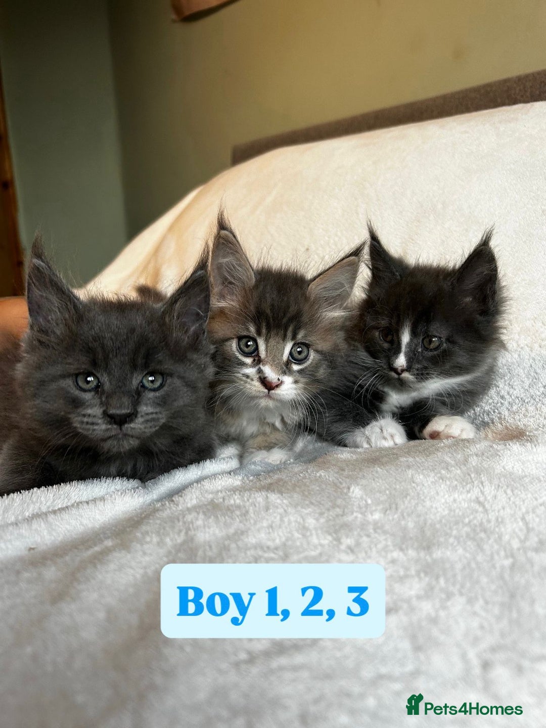 Maine Coon cats for sale: Maine Coon Kittens for Sale TICA  3 Boys & 2 Girls - Image 16