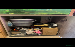 Shrimps fish for sale: CIANO 108L tank with shrimps and fish - Image 7