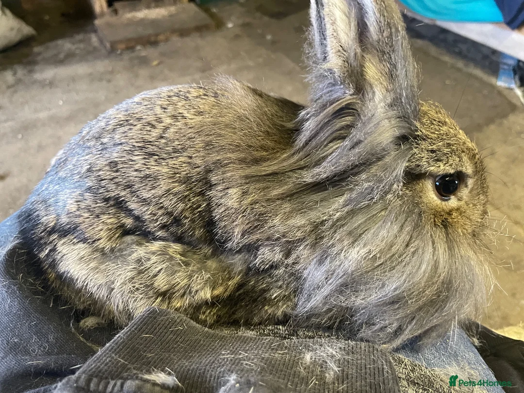Lionhead rabbits for sale: Lion head bunny rabbit for sale - Advert 2