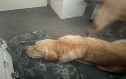 Labrador Retriever dogs for sale: 8 year old female lab - Image 2