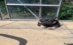 French Bulldog dogs for sale: 🐾 4 Beautiful French Bulldog Puppies 🐾 - Image 10