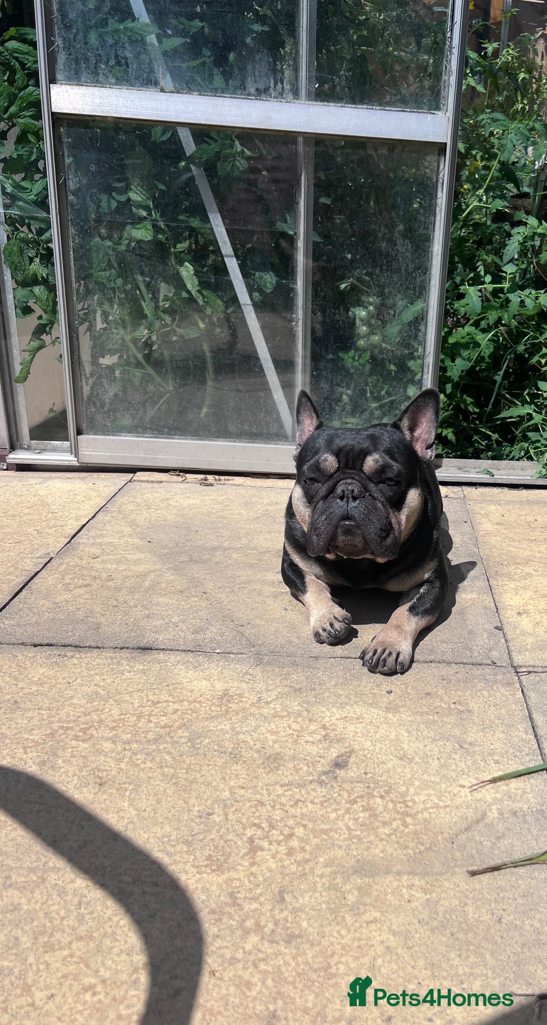 French Bulldog dogs for sale: 🐾 4 Beautiful French Bulldog Puppies 🐾 - Image 10