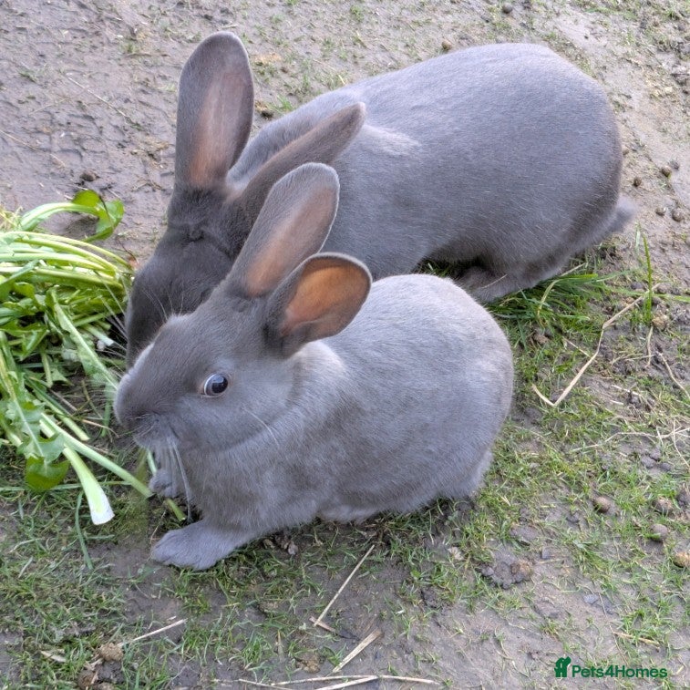 English Spot rabbits Male Grey Rabbit. Neutered - Advert 1