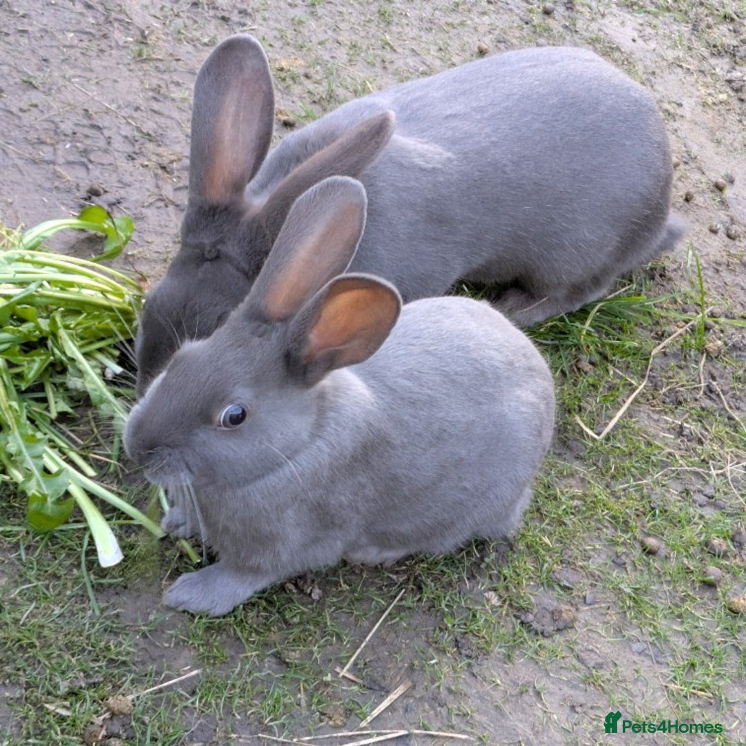 English Spot rabbits for sale: Male Grey Rabbit. Neutered - Advert 1