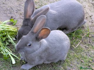 English Spot rabbits Male Grey Rabbit. Neutered - Advert 1