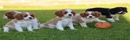 Mixed Breed dogs for sale: Playful Pugalier puppies for sale!  - Advert 21