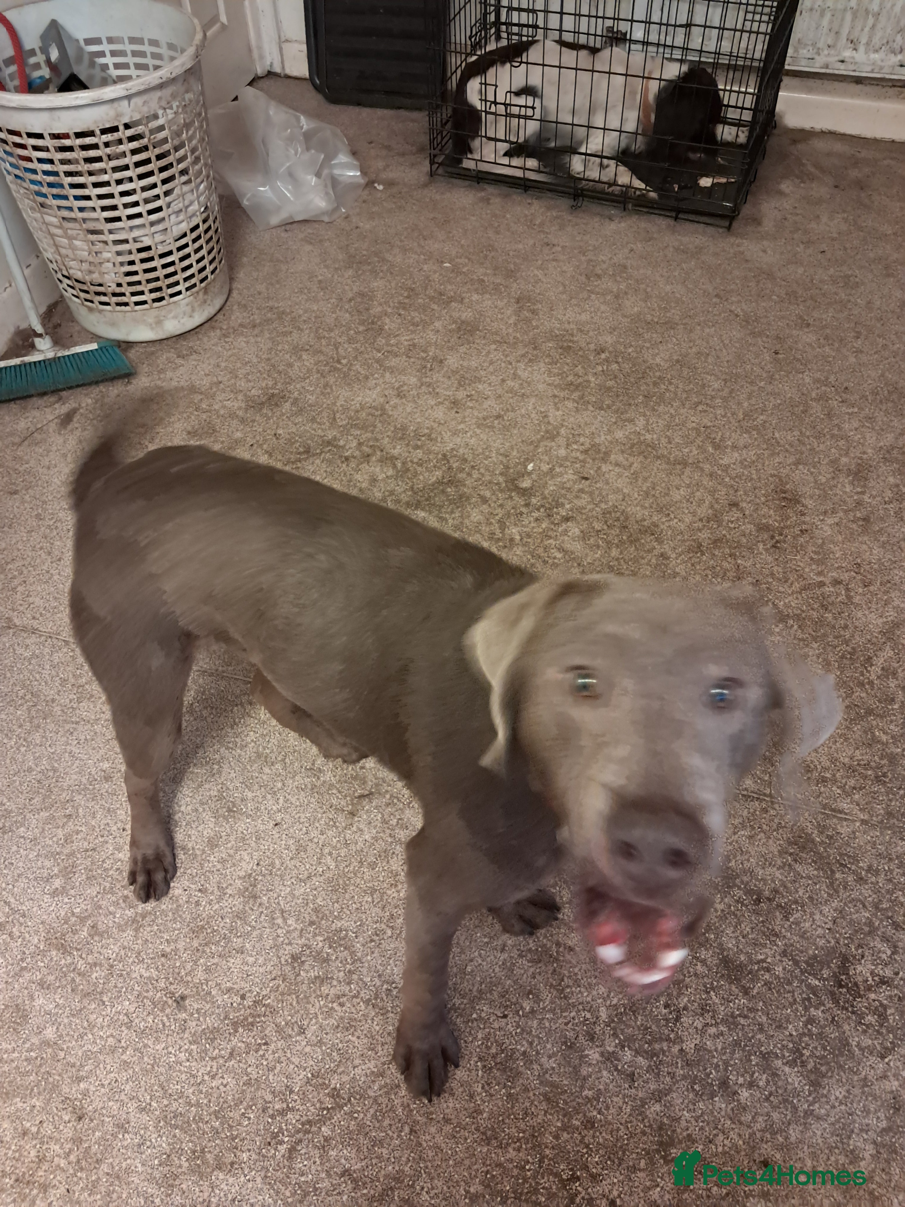 Labrador Retriever dogs Silver 11 month old male labrador  - Advert 9